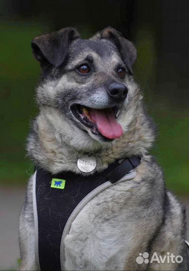 Степка ищет дом. Собака в добрые руки