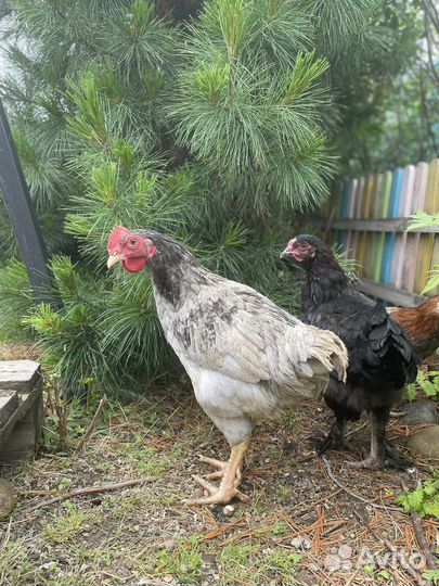 Молодые петухи