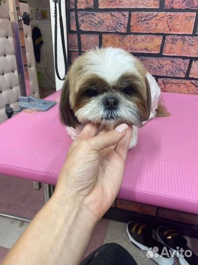 Стрижка собак и кошек,Зоосалон,грумминг,тримминг