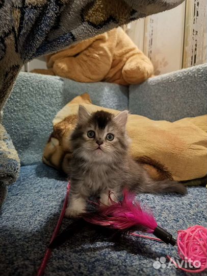 Шотландский котёнок