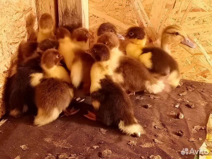 Птица и яйца