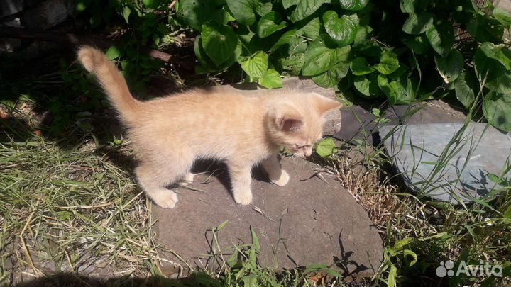 Кошки в добрые руки