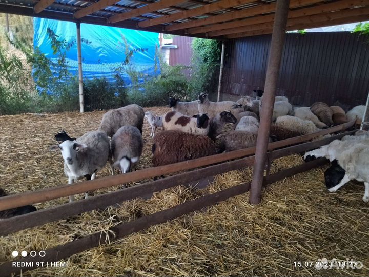 Матки и ярки