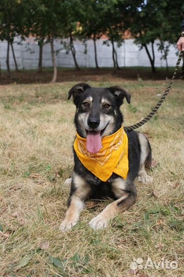 Весёлый, активный пёс Боня ищет дом