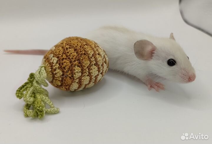 Декоративные крысята разных окрасов