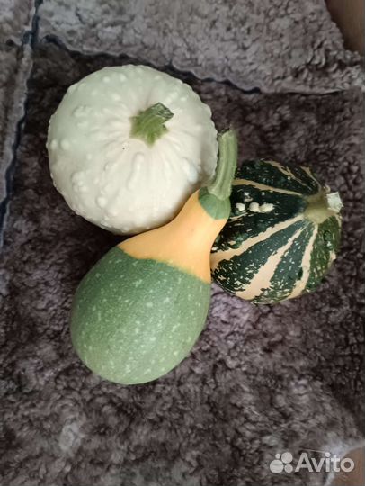 Тыква декоративная