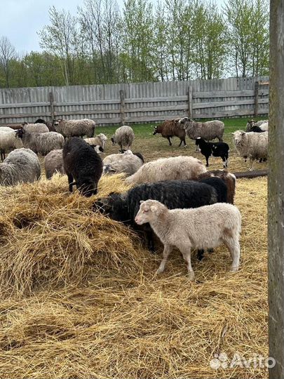 Молодые ярки