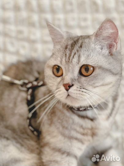 Молодая кошечка ищет дом