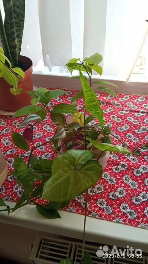 Комнатные цветы