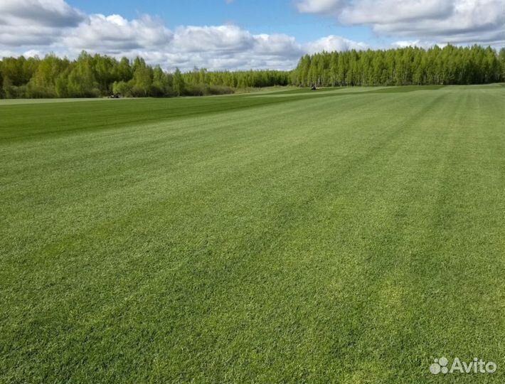 Рулонный газон 