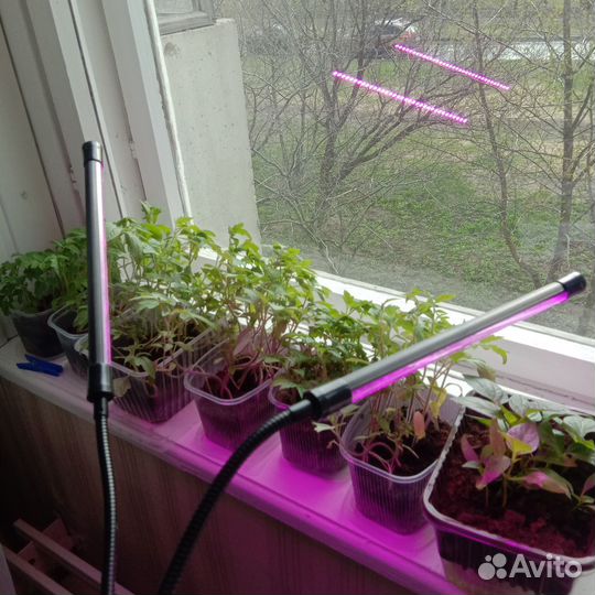 Фитолампа для растений