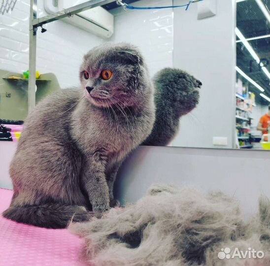 Стрижка собак и кошек. Груминг собак и кошек