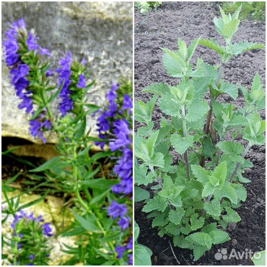 Любисток, Душица, Мята и Мелисса лимонная