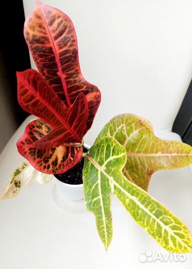 Красавчик кротон экселент