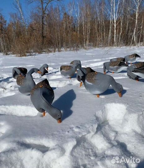 Профиля гусей, гусь охота