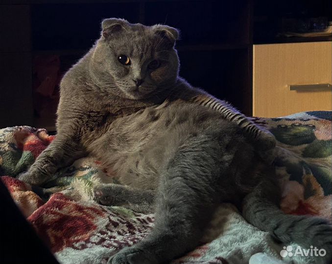 Вислоухий кот