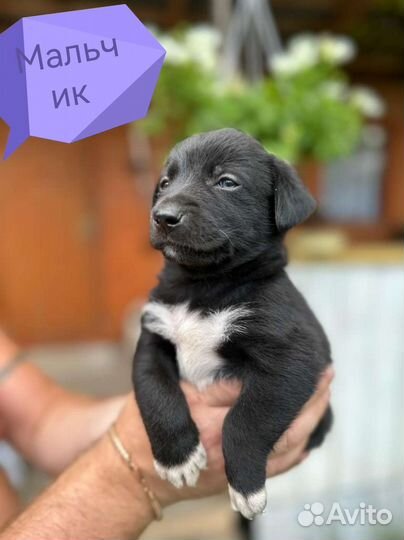 Щенки в добрые руки