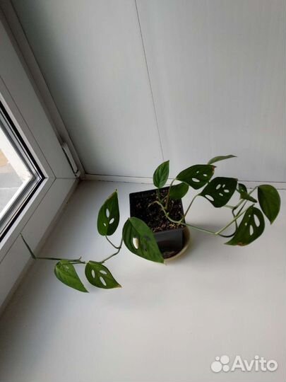 Монстера косая