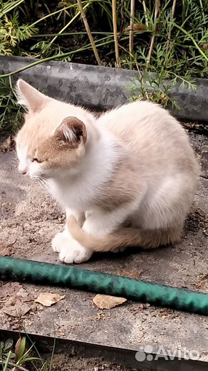 Котята в хорошие руки Владимирская область