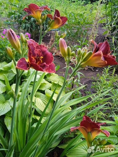 Лилейники сортовые