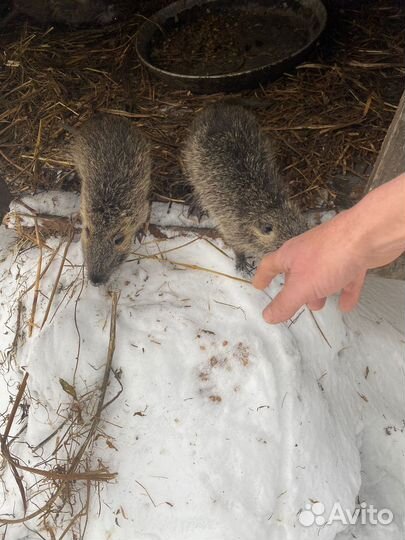 Продаю Нутрий