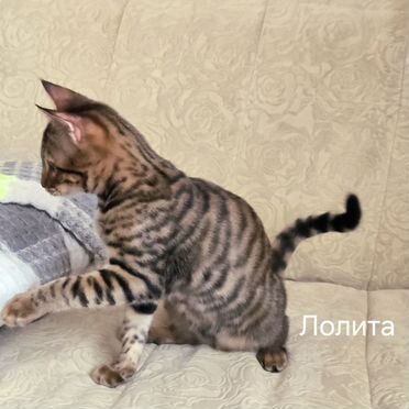 Тойгер котёнок