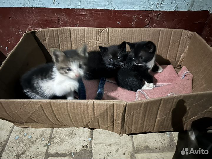 Котята в добрые руки