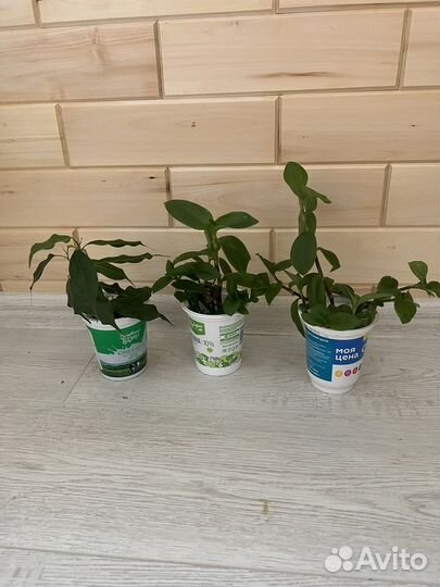 Комнатные растения