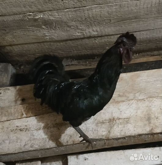 Петух Ухей Илюй