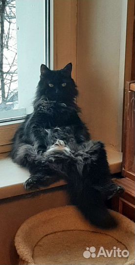 Кошка Гера, метис куна, ищет дом