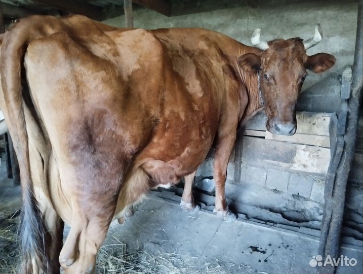 Корова дойная