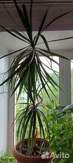 Драцена маргината