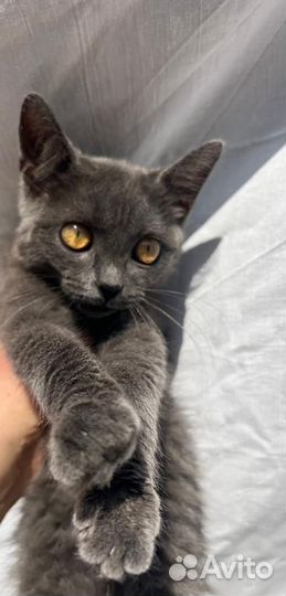 Две красивые сестрички