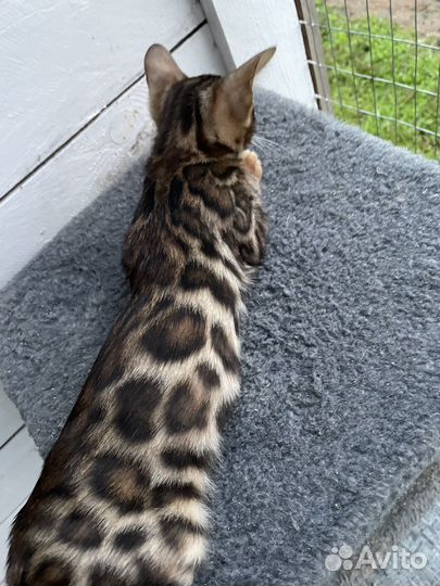 Бенгальский настоящий леопард в миниатюре