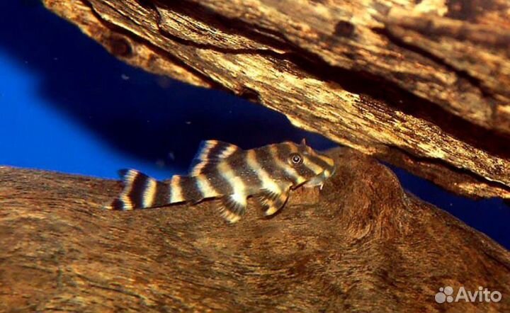 Корм для рыб артемия,мотыль,l сомы,номерные сомы,о