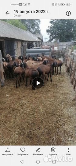 Овцы бараны ягнята