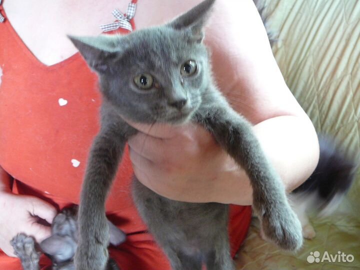 Милые котята для добрых хозяев