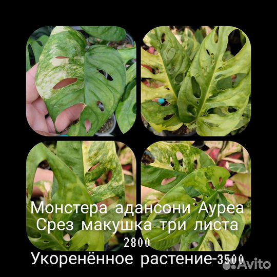 Монстера адансона вариегатная Ауреа