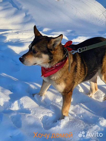 Молодой активный пес в поиске мамы и папы