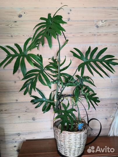 Филодендрон