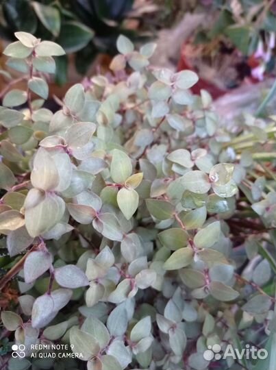 Комнатные растения неприхотливые