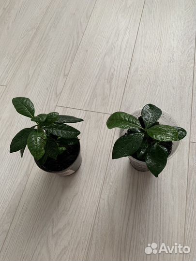 Гардения жасминовидная