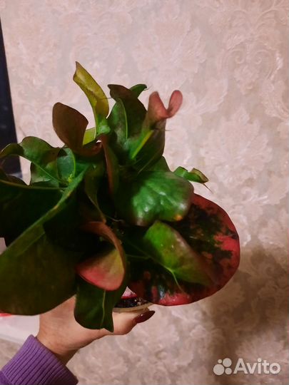 Клонг май, кротон