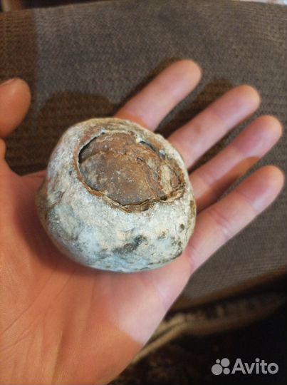 Окаменелости динозавров