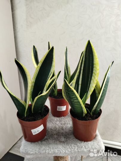 Сансевиерия