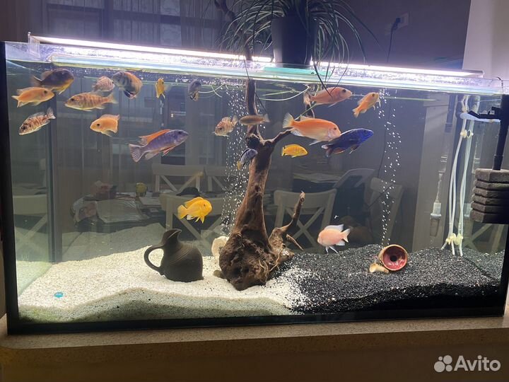 Аквариум
