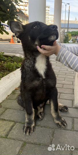 Щенок в добрые руки бесплатно