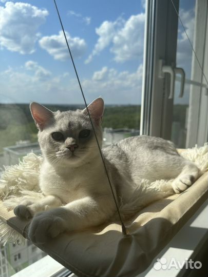 Шотландский кот вязка