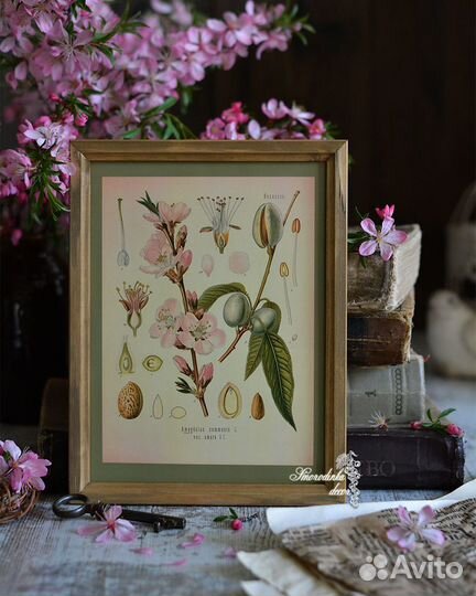 Ботаническая иллюстрация Миндаль