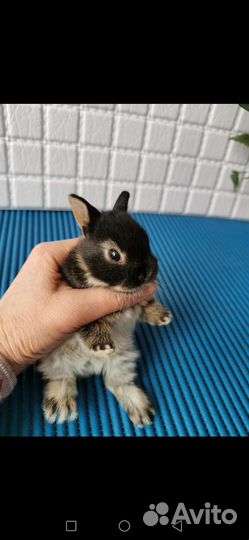 Настоящие карликовые рексы и карлики малыши